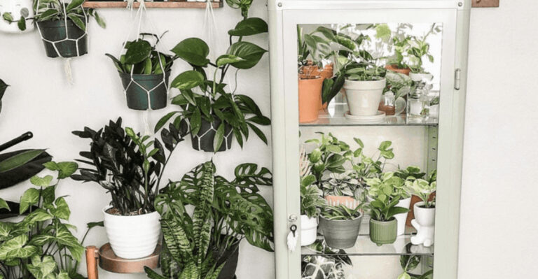 10 Indoor Spots Where Plants Should Never Be Placed – One Will Surprise You