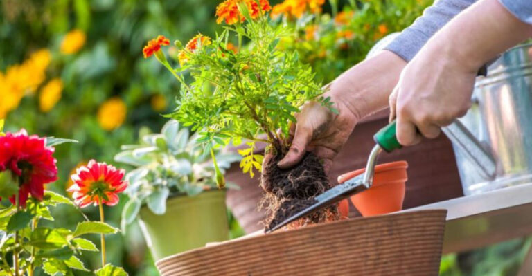 10 Mistakes That Could Ruin Your Garden in May and What to Do Instead