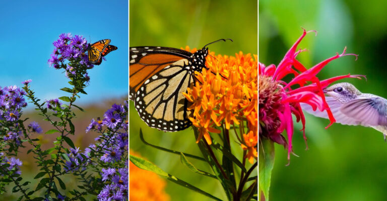 10 Native Perennials to Plant in April for a Pollinator Paradise