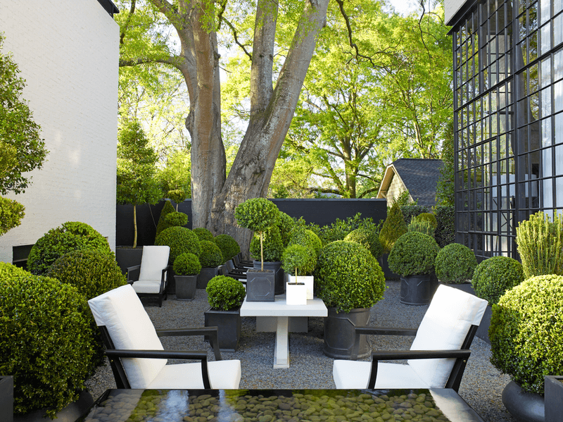 Overly Formal Box Hedges