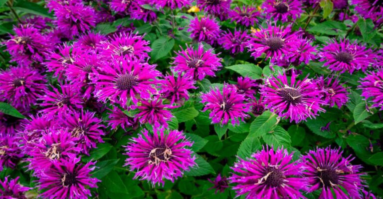 10 Perennials You Should Divide This Spring for Bigger Blooms and Free Plants