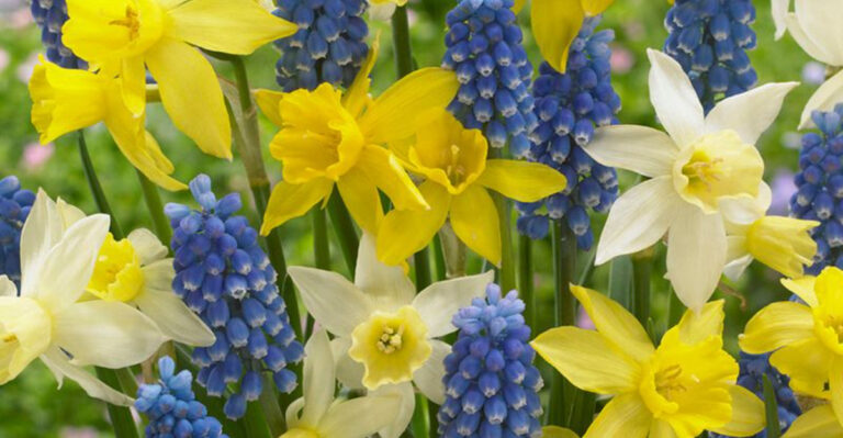 10 Perfect Plant Combinations for April Gardens