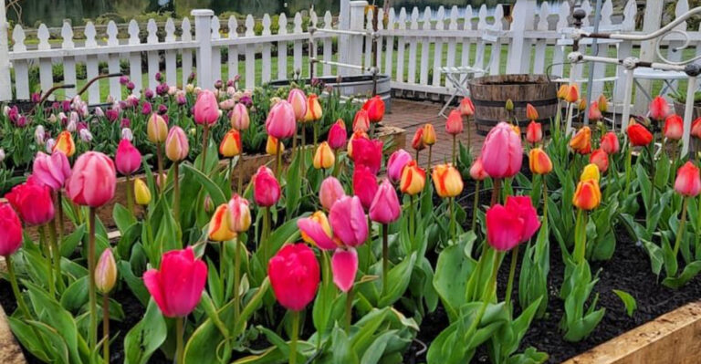 10 Plants That Make Transplanting a Nightmare and 10 That Make It a Dream