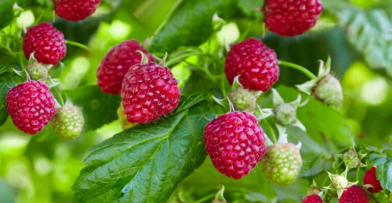 10 Plants You Should Never Grow Near Raspberries