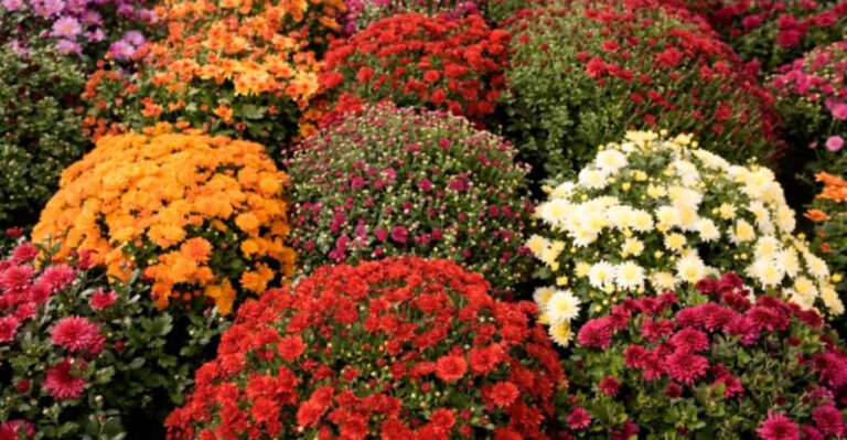 10 Plants You’ll Regret Growing Near Bee Balm