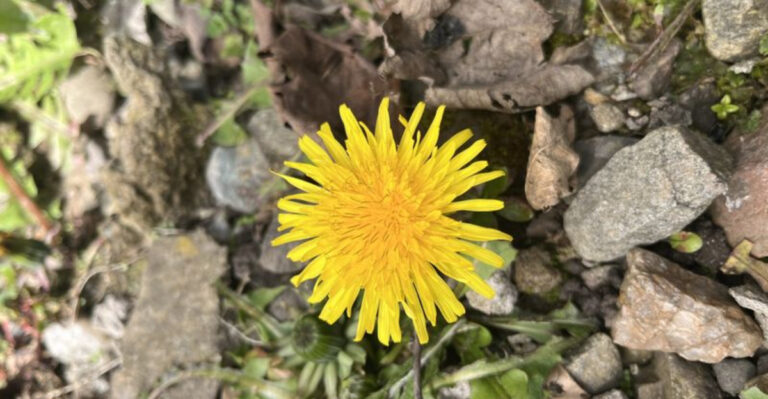 10 Powerful Meanings Behind the Dandelion Flower