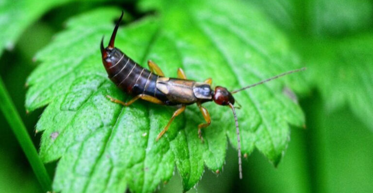 10 Powerful Tactics to Get Rid of Earwigs Naturally