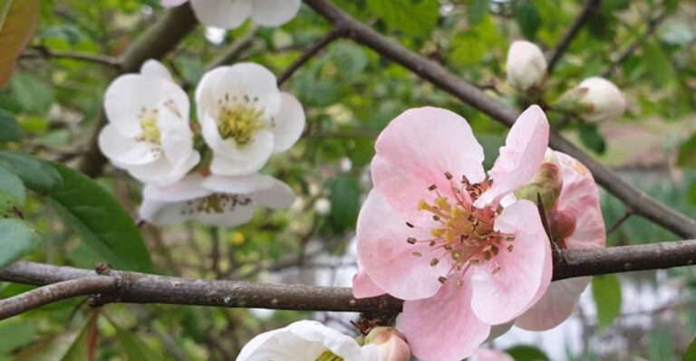 10 Roses That Look So Different You’ll Swear They’re Something Else