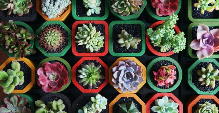 10 Secrets Behind Successfully Growing Succulents