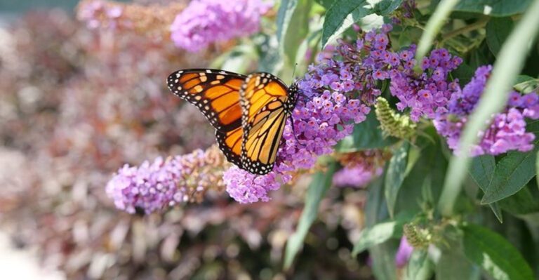10 Shrubs That Practically Take Care of Themselves and 5 That Are More Trouble Than They’re Worth