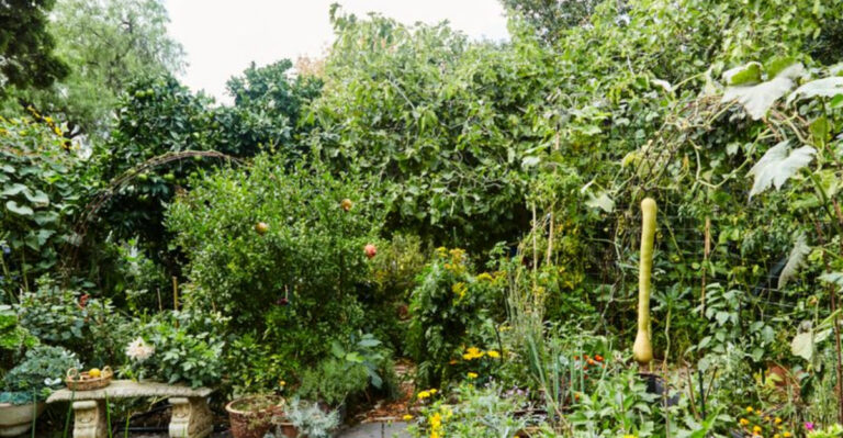 10 Simple Steps to Start a Backyard Food Forest—Even If You’ve Never Gardened Before