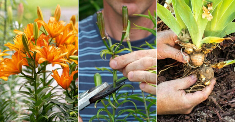 10 Smart Things to Do After Your Lilies Stop Blooming