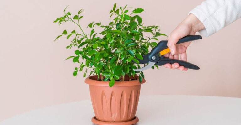 10 Spring Pruning No-Nos and 10 Green Light Jobs for This Month