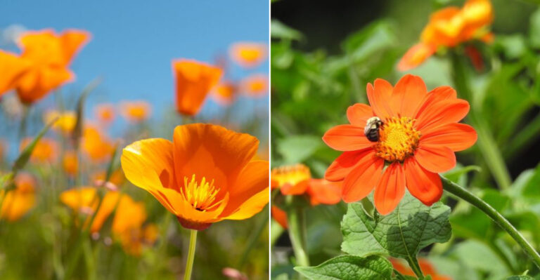 10 Stunning Orange Flowers Taking Over California Gardens Right Now