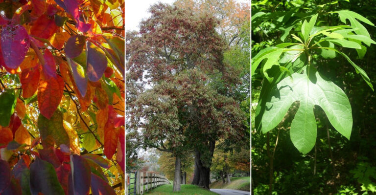10 Surprising Benefits of Planting a Sassafras Tree in Your Yard