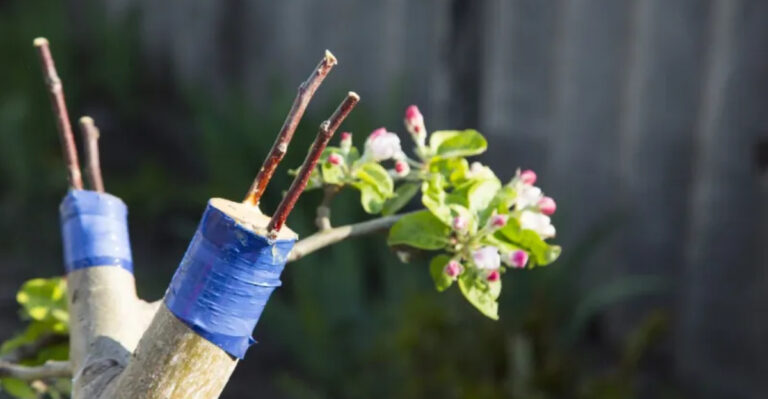 10 Tips for Grafting Fruit Trees (And 5 Mistakes Beginners Should Avoid)