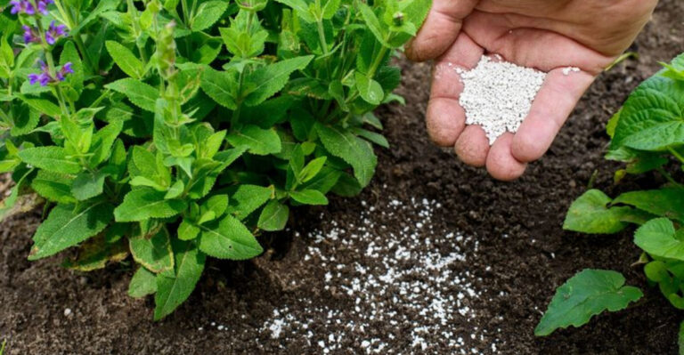 10 Top-Rated Garden Fertilizers That Will Supercharge Your Plants