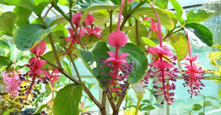 10 Wild and Wonderful Houseplants You Didn’t Know Existed