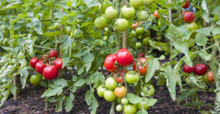 10 Worst Places to Plant Tomatoes — Are You Making These Costly Mistakes?