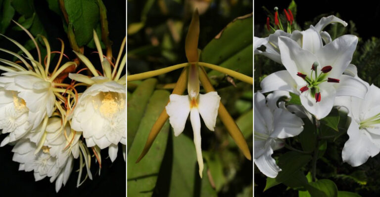 10 Magical Night-Blooming Plants That Bring Enchantment to Your Indoor Garden