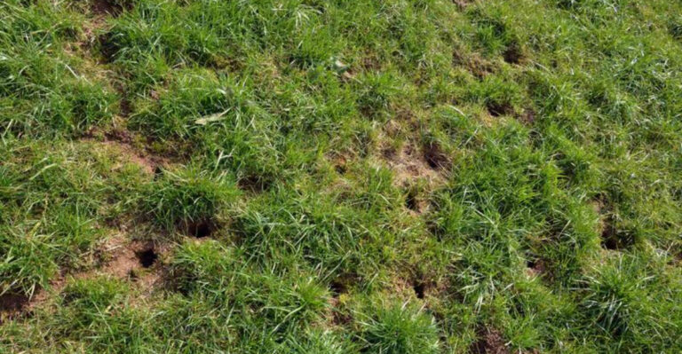 11 Surprising Reasons You’re Finding Holes in Your Yard