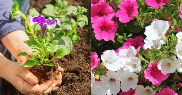 12 Easy Tricks to Keep Your Petunias Blooming All Season Long