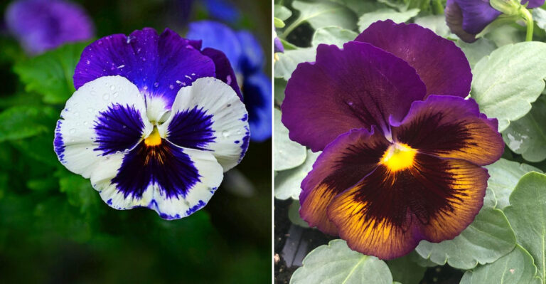 12 Easy Ways to Tell Pansies and Violas Apart