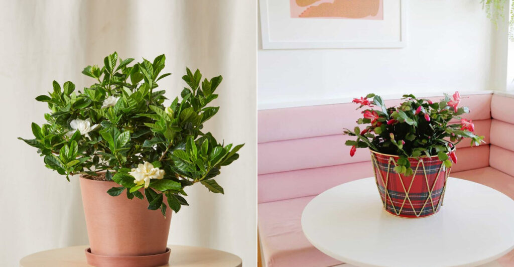 12 Houseplants That Will Thank You for Coffee Grounds and 12 That Definitely Won’t