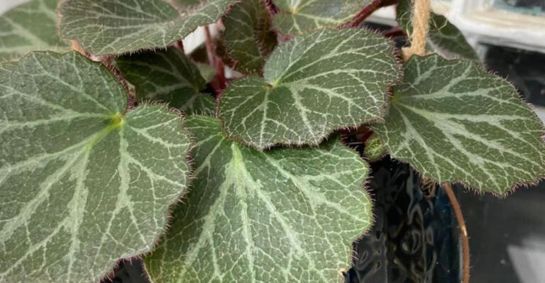 12 Must-Know Strawberry Begonia Secrets