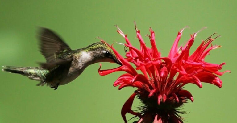 12 Perennial Seeds Perfect for May and 12 That Are Already a Lost Cause