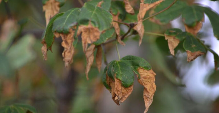 12 Unexpected Reasons Your Plant’s Leaves Are Turning Brown — And How to Bring Them Back to Life