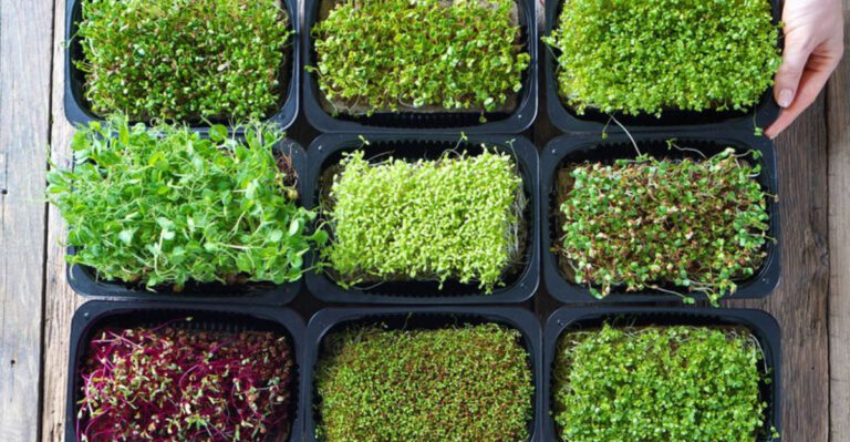 11 Veggies You Can Grow Indoors in 30 Days or Less – No Garden Needed!