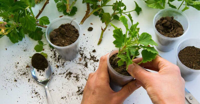13 Beginner-Friendly Plants for Propagation and 5 to Skip Entirely