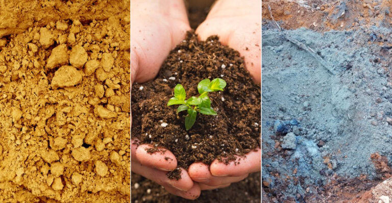 13 Eye-Opening Facts About Garden Soil Color – Plus Hidden Gardening Tips You’ll Love