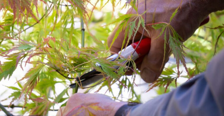 13 Plants You Should Prune in April for Healthier Growth and Stunning Flowers