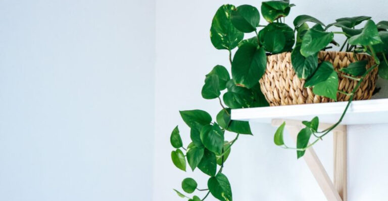 13 Powerful Indoor Plants That Sharpen Focus and Supercharge Productivity