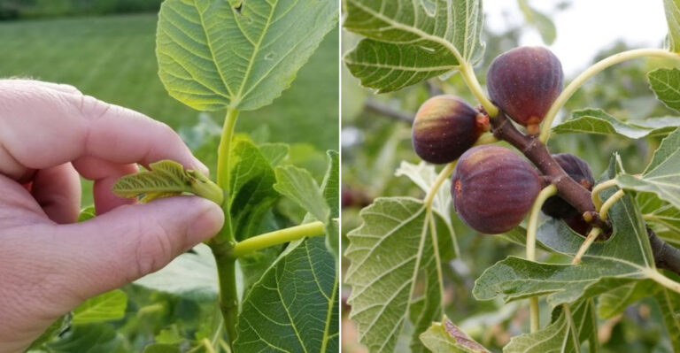 13 Proven Tricks to Get More Fruit from Your Fig Tree