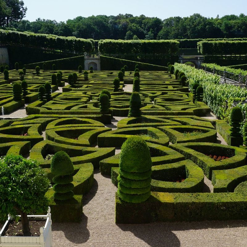 Boxwood (Buxus sempervirens)