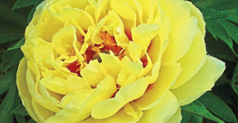 14 Stunning Peonies Perfect for Cutting and Displaying