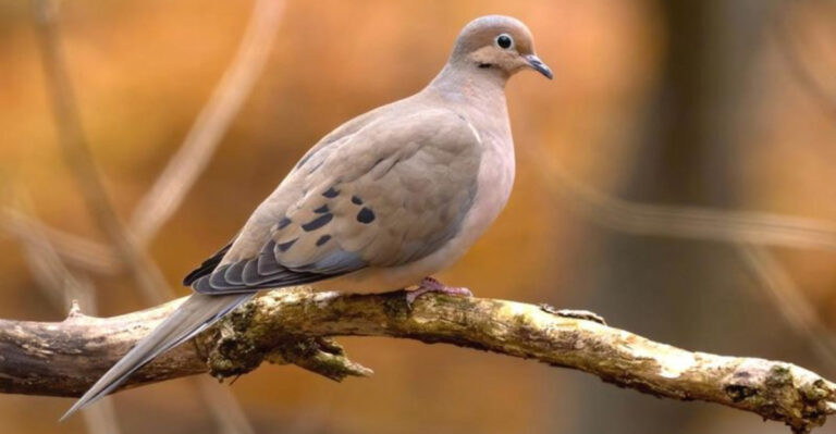 15 Amazing Facts About Mourning Doves That Will Surprise You