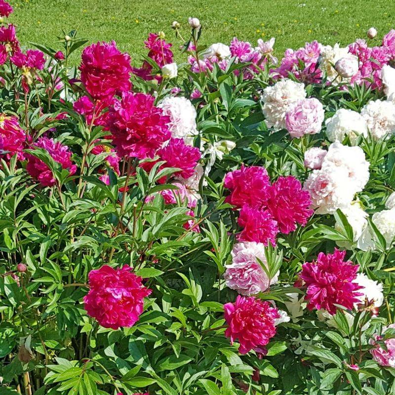 Peonies