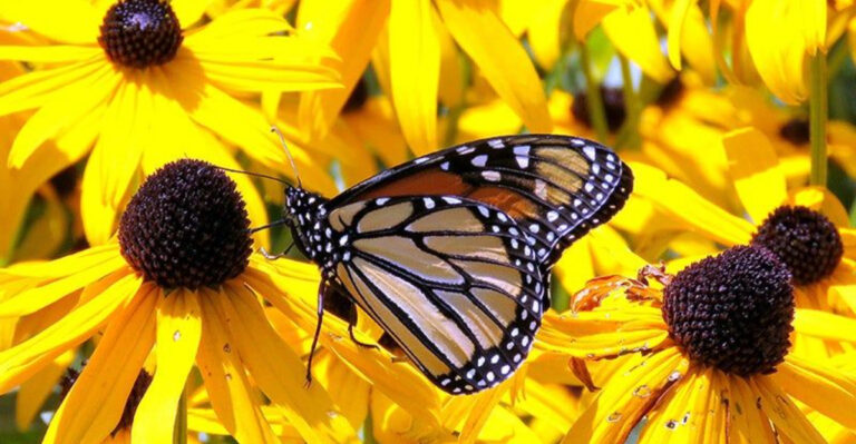 15 Blooming Beauties That Will Completely Refresh Your Garden