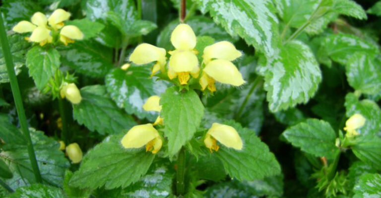 15 Common Garden Plants That Are Secretly Ruining Your Soil