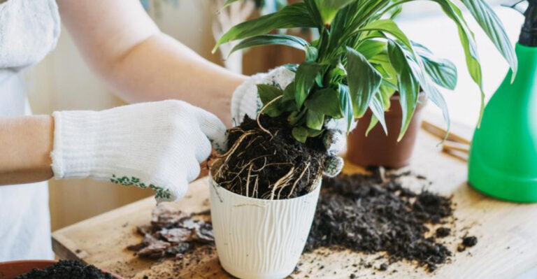 15 Common Potted Plant Mistakes That Ruin Outdoor Gardens