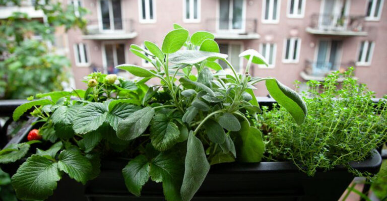 15 Easy Herbs That Thrive on Shady Balconies with Little Sunlight