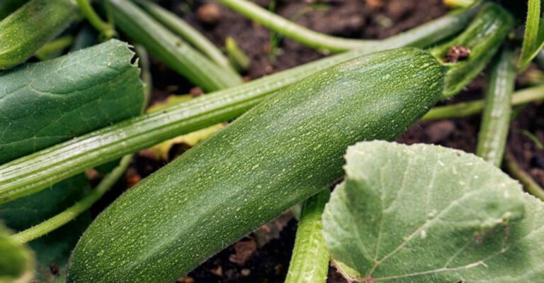 15 Easy Tips for Growing Giant Zucchini This Summer