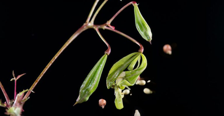 15 Fascinating Plants That React to Sound, Touch, or Movement