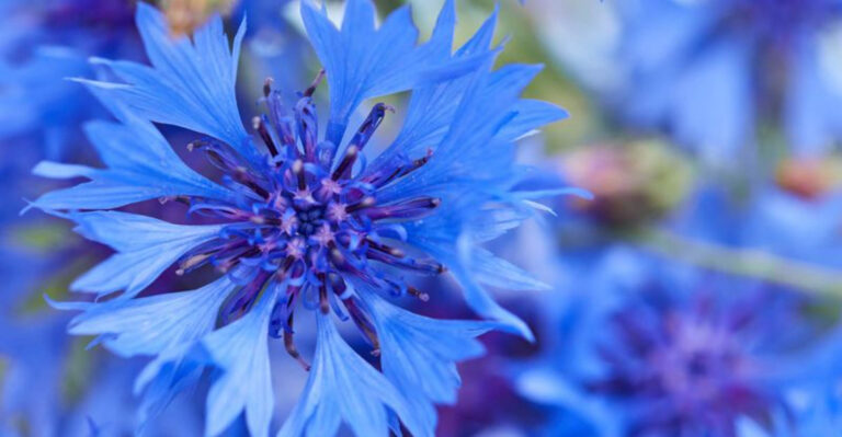 15 Flower Seeds You Should Plant in April for Nonstop Blooms All Season