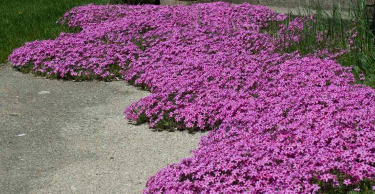 15 Fragrant Groundcovers That Will Make Your Garden Smell Like Heaven