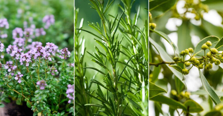 15 Fragrant Herbs You Can Grow for Beautiful Homemade Potpourri